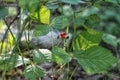 woodland drudge grows on a bush in the forest Royalty Free Stock Photo