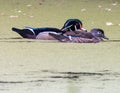 Woodland ducks swimming through marsh Fishers, Indiana