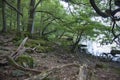 Woodland at Ullswater Royalty Free Stock Photo