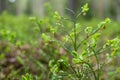 Woodland. The embryos of blueberries. Blueberry bush in the forest Royalty Free Stock Photo