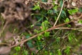 Woodland. The embryos of blueberries. Blueberry bush in the forest Royalty Free Stock Photo