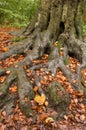 Woodland in fall