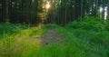 Woodland floor in close-up covered with green fresh lush grass and leaves in the foreground. Sunbeams and shadows