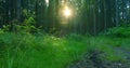 Woodland floor in close-up covered with green fresh lush grass and leaves, sun burst. Sunbeams and shadows. Summer