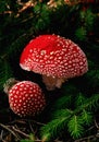 Woodland Fly Agaric (Amanita muscaria) Royalty Free Stock Photo