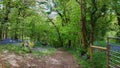 Woodland Footpath Dartmoor , Devon Uk