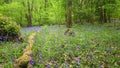 Woodland Footpath Dartmoor , Devon Uk