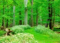 Woodland Footpath