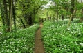 Woodland footpath between masses of flowering wild garlic