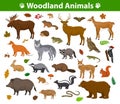 Woodland forest animals collection Royalty Free Stock Photo