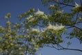 Fraxinus ornus blossom Royalty Free Stock Photo