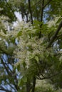 Fraxinus ornus blossom Royalty Free Stock Photo