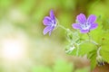 Woodland geranium Geranium sylvaticum on a blurred green background. Violet forest flowers. Postcard template Royalty Free Stock Photo