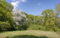 Woodland Glade with Hawthorn