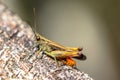 Woodland Grasshopper on branch Royalty Free Stock Photo