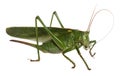 Woodland Grasshopper Royalty Free Stock Photo