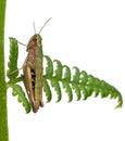 Woodland Grasshopper, Omocestus rufipes, on fern Royalty Free Stock Photo