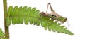 Woodland Grasshopper, Omocestus rufipes, on fern