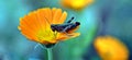 the woodland grasshopper Omocestus rufipes on the pot marigold Calendula officinalis