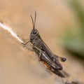 Woodland Grasshopper perched on ground Royalty Free Stock Photo