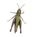 Woodland Grasshopper viewed from up high, Omocestus rufipes Royalty Free Stock Photo