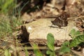 Woodland grayling butterfly