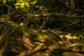 Woodland greenery covered with moss fallen and rotting old tree. Royalty Free Stock Photo