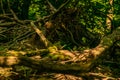 Woodland greenery covered with moss fallen and rotting old tree. Royalty Free Stock Photo