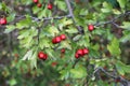 Woodland hawthorn red berries on branches