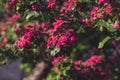 Woodland Hawthorn tree in spring Royalty Free Stock Photo