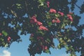 Woodland Hawthorn tree in spring