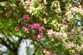 Woodland Hawthorn tree in spring Royalty Free Stock Photo