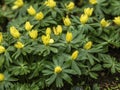 Image of Yellow Aconites in flower Royalty Free Stock Photo