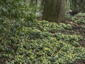 Woodland image of a carpet of Aconites in flower Royalty Free Stock Photo