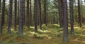 The straight trunks of Scots Pine with sun dappled light on the Forest Floor at Tentsmuir Wood.