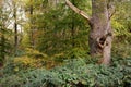 Woodland with isolated dead tree