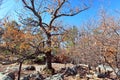 Woodland of Kennesaw Mountain