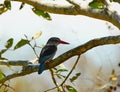 Woodland kingfisher Royalty Free Stock Photo