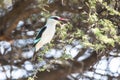 Woodland kingfisher