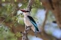 Woodland kingfisher bird