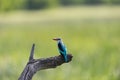 Woodland Kingfisher on branch Royalty Free Stock Photo
