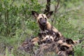 Wilddog climing on other wilddogs to get warm Royalty Free Stock Photo
