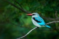 Woodland kingfisher, Halcyon senegalensis, detail of exotic African bird sitting on the branch in the green nature habitat, Moremi