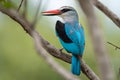 WOODLAND KINGFISHER 06