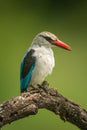 Woodland kingfisher looking down from dead branch