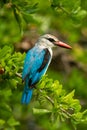 Woodland kingfisher looking down from leafy branch