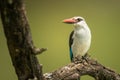 Woodland kingfisher looking left on dead branch