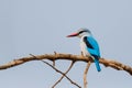 Woodland Kingfisher in Mkuze Game Reserve in South Africa