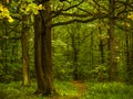 Footpath in the forest, mystical place