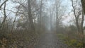 Woodland landscape immersed in the thick autumn fog Royalty Free Stock Photo